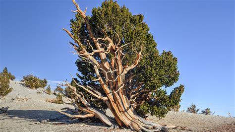 A Geographer’s Notebook: the world’s oldest tree