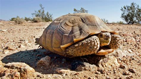 Mojave desert tortoises granted temporary endangered species status | KTLA