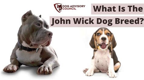 What Is The John Wick Dog Breed? (1, 2, 3, And Their Names)