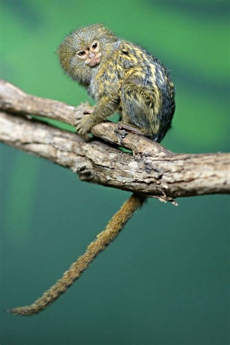 pygmy marmoset | Pygmy marmoset, Pet monkey, Animals beautiful