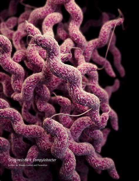 Campylobacter Enteritis