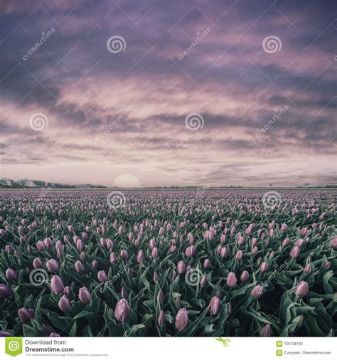 Vintage Sunrise Over Field of Tulips Stock Image - Image of flower, blossom: 105108193