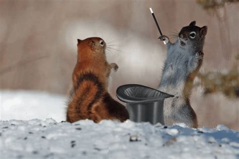 Porterr | Squirrel funny, Funny animals, Funny animal pictures