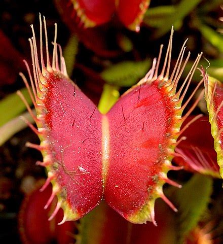 Steel trap (carnivorous plants) - Wikipedia