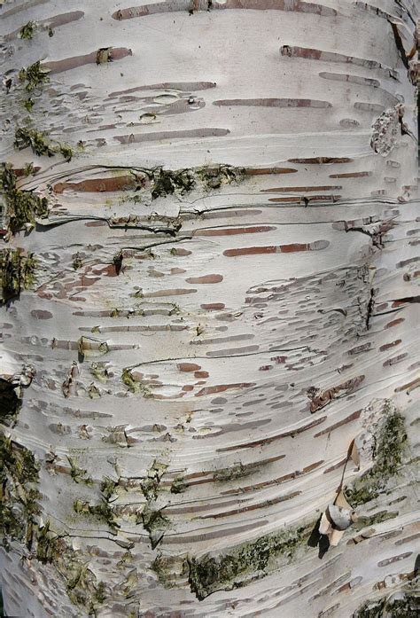 Birch bark Wood Craft Supplies & Tools lifepharmafze.com