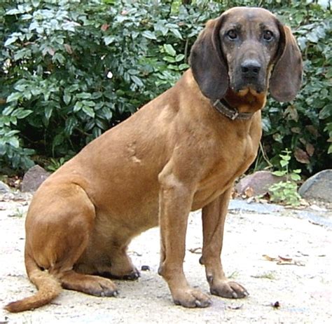 Bavarian Mountain Hound Dog: Origin, Characteristics