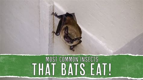 11 Insects That Bats Eat (And Why They Eat Them) - Pest Pointers