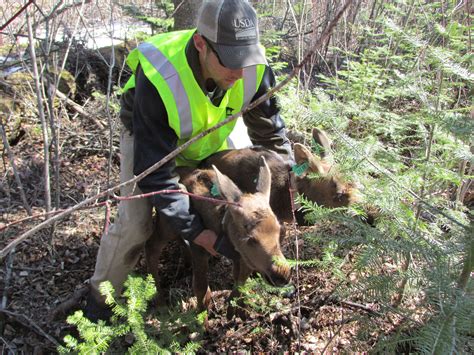 Article: Rescuing Orphaned Alaska Moose Proves an Elusive Equation ...