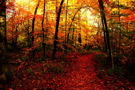 Fotos Weg Natur Herbst Wälder Jahreszeiten