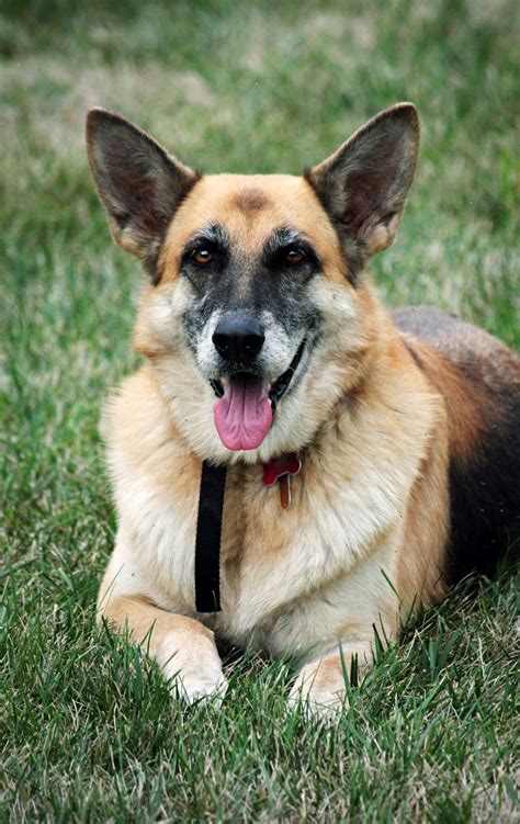 How To Do German Shepherd Training? - Pet Insurance & Adoption