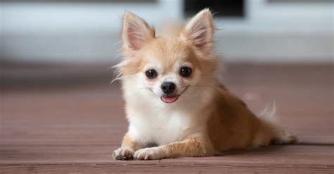 Do Chihuahuas Get Ear Infections