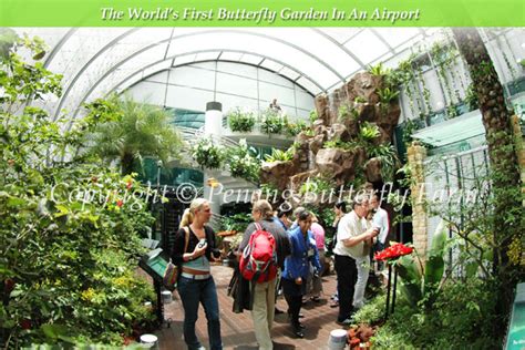 A Butterfly Garden Opens At Changi T3 Airport | PBF Blog