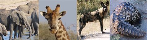 Why Visit Hwange? - Whole Earth Education