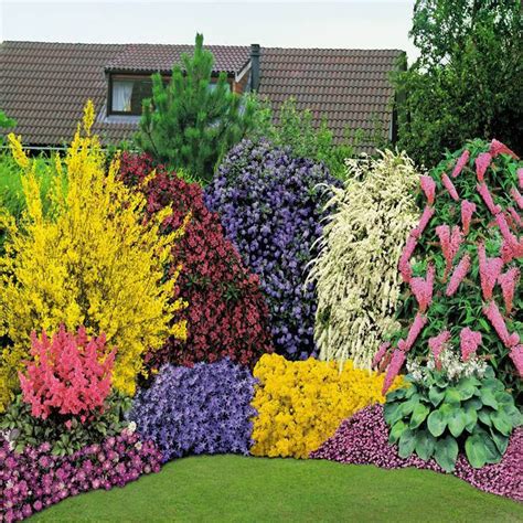 5X MIXED ESTABLISHED GARDEN SHRUBS - QUALITY POTTED PLANTS - COLOURFUL BORDER | eBay