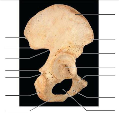 Ilium Bone Diagram | Quizlet