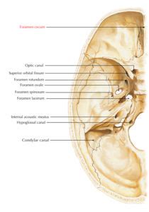 Foramen Cecum of Frontal Bone – Earth's Lab