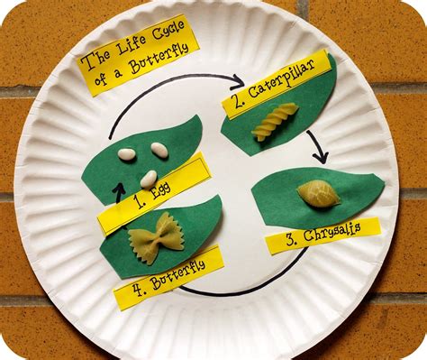 Butterfly Life Cycle Craft with Pasta: A Creative and Educational Activity – All About Bike's ...