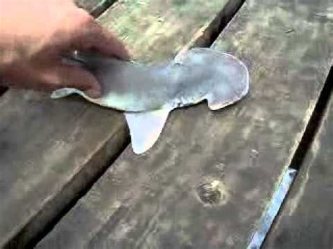 BABY HAMMERHEAD SHARK GALVESTON TX | Doovi