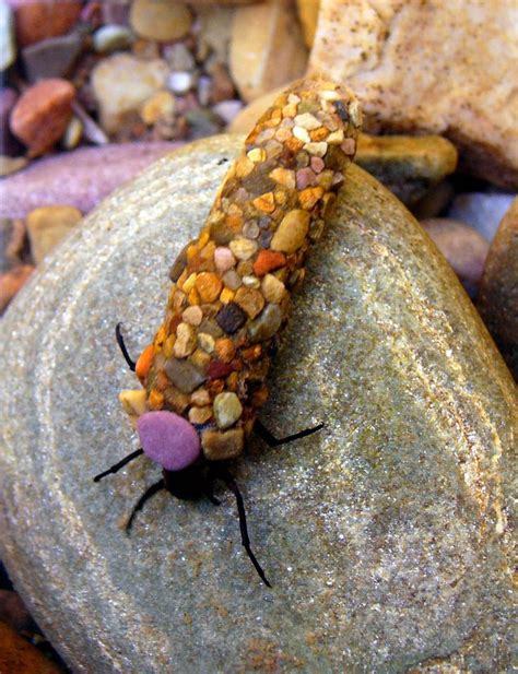 caddisfly larva | Insects, Beautiful bugs, Animals