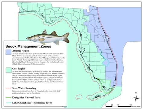 Sportfish Alert! Snook Continue Northward Migration Into Big Bend Waters As Winters Warm - Visit ...