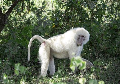 wild-albino-male-baboon | Albino animals, Baboon, Albino