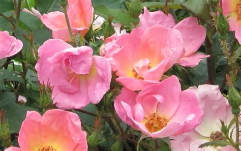 Rainbow Knock Out Rose - 1 Gallon - Shrub, Rose - Knock Out Roses | ToGoGarden