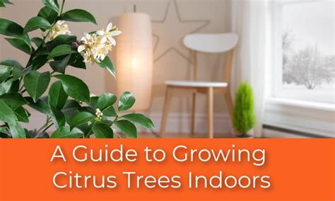 A Guide to Growing Citrus Trees Indoors