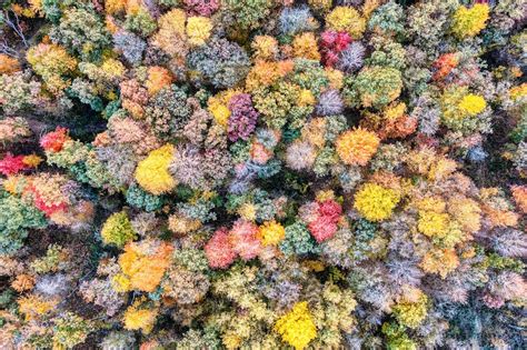 Aerial View of Colorful Autumn Forest · Free Stock Photo