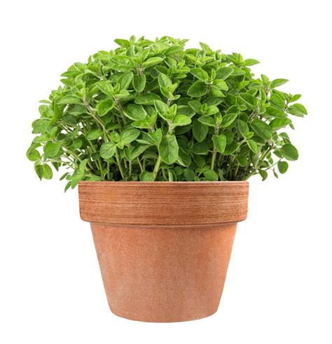 How to Care for Your Oregano Plant