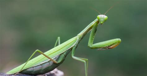 Giant Praying Mantis