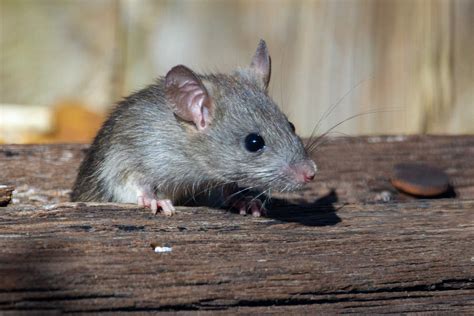 Are Deer Mice Dangerous? - Action Pest Control Services