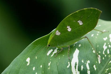 11 Amazing Examples of Insect Camouflage