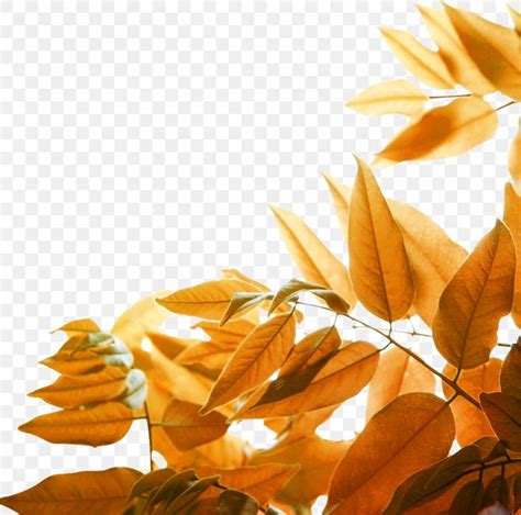 Leaf Yellow Autumn Wallpaper, PNG, 989x981px, Leaf, Art, Autumn, Computer, Orange Download Free