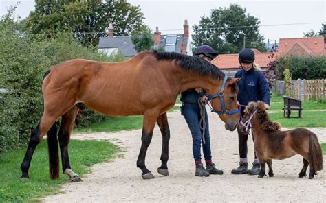 12 Miniature Horse Health Risks | Shetland pony, Horses, Miniature horse