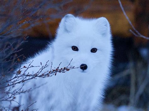 white fox sridhar chilimuri unsplash - Google Search | Arctic fox, Foxes photography, Fox facts