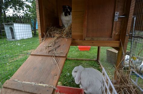 Outdoor Rabbit Care - How to Keep Your Rabbit Safe Outside