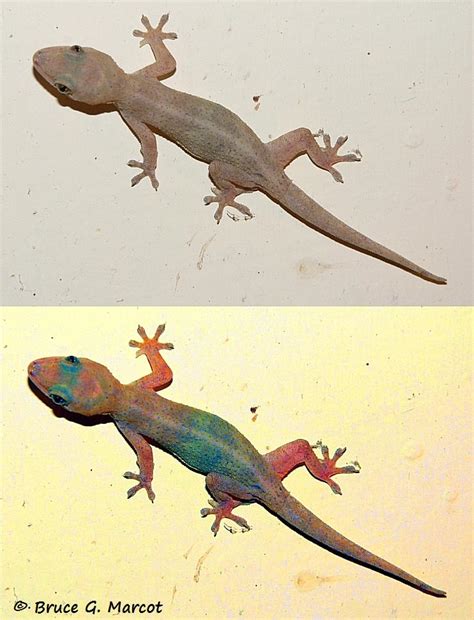 Hidden Colors of the Gecko