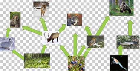 Moose Siberian Tiger Food Web Food Chain PNG, Clipart, Amur Leopard, Bengal Tiger, Biome ...