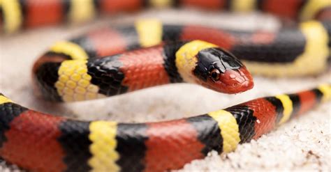 Scarlet Kingsnake - A-Z Animals