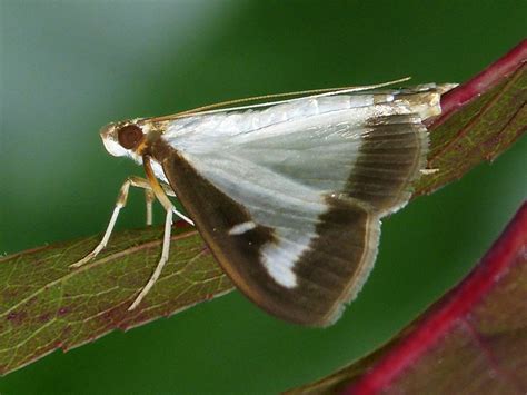 An Invasive Moth is Recorded in Ontario, Canada for the First Time - Observation of the Week, 9 ...