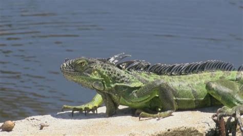 Florida homeowners urged to kill invasive green iguanas 'whenever possible'