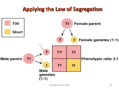 explain mendel's law of segregation of traits with the help of flow chart - Science - Heredity ...