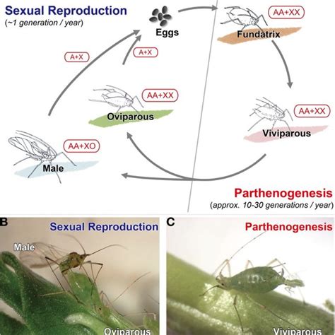 Typical annual life-cycle of aphids. (A) Schematic diagram of a typical... | Download Scientific ...