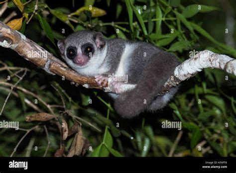 Fat-tailed dwarf lemur (Cheirogaleus medius) in the tree, Kirindy ...