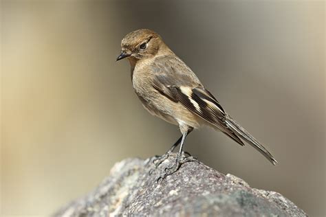 Flame Robin | A female (or possibly immature male) Flame Rob… | Flickr