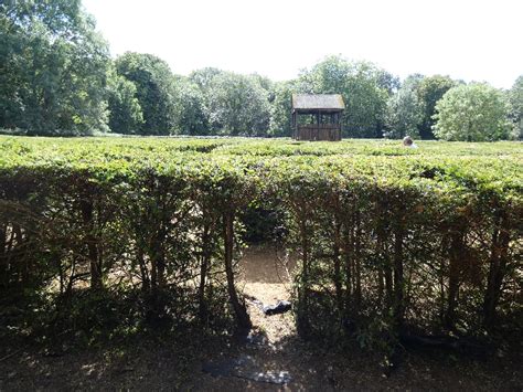 The Brent Lodge Park Millennium Yew Maze | Londonist