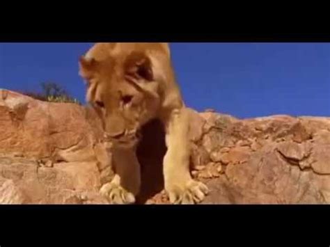 LION vs BABOON REAL FIGHT LION ATTACK BABOON EXCLUSIVE #2 - YouTube