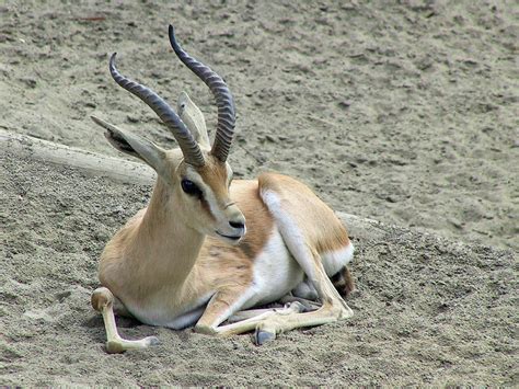 Persian Goitered Gazelle | Taken at the San Diego Zoo. This … | Flickr