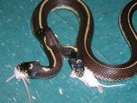 conjoined or Siamese twin snake | two heads | Weird creatures, Snake ...