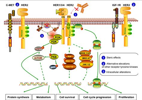 Trastuzumab: Updated Mechanisms of Action and Resistance in Breast ...